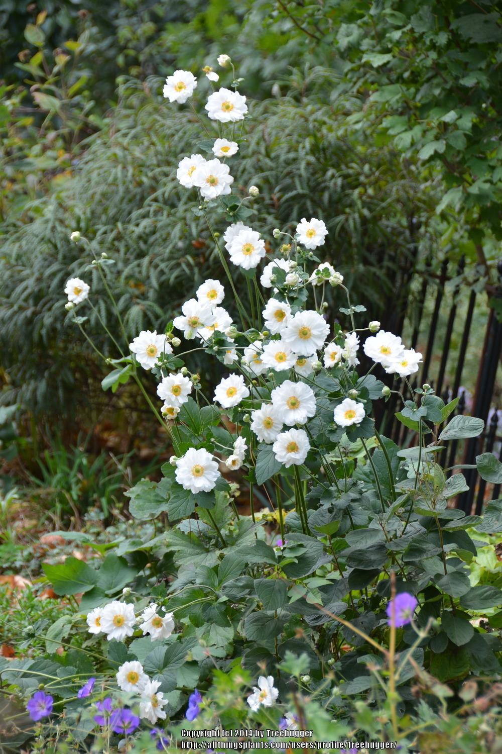 Anemone hupehensis var. japonica 'Whirlwind'